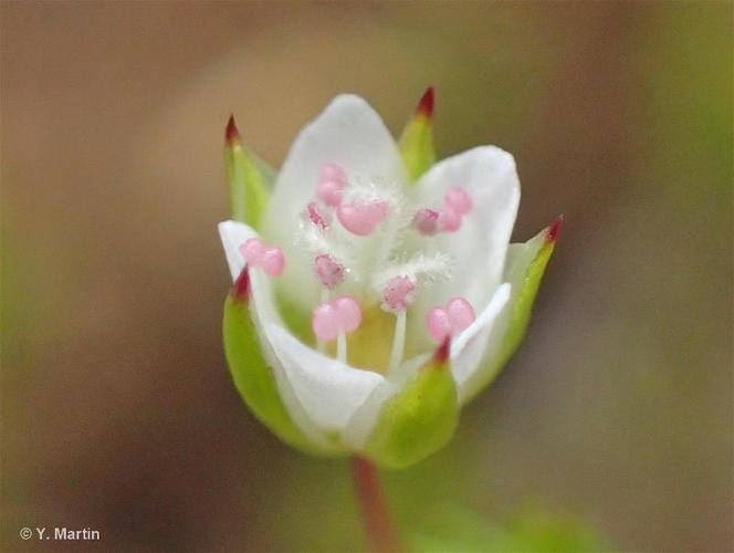 <i>Sabulina tenuifolia </i>(L.) Rchb., 1832 subsp.<i> tenuifolia</i> © 