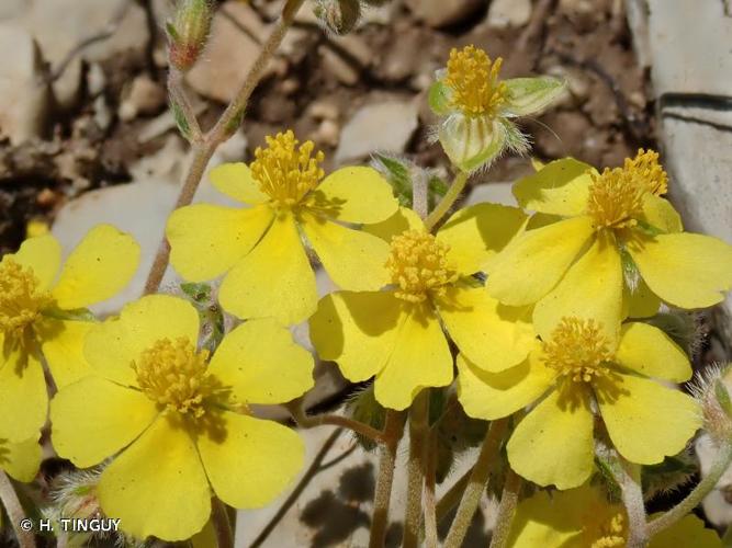 <i>Helianthemum oelandicum </i>var.<i> italicum</i> (L.) DC., 1813 © H. TINGUY