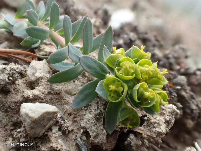 <i>Euphorbia seguieriana </i>var.<i> minor</i> (Duby) Wilczek, 1917 © H. TINGUY