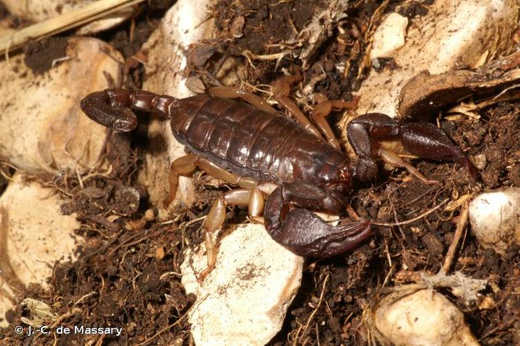 <i>Euscorpius niciensis</i> (C.L. Koch, 1841) © J.-C. de Massary