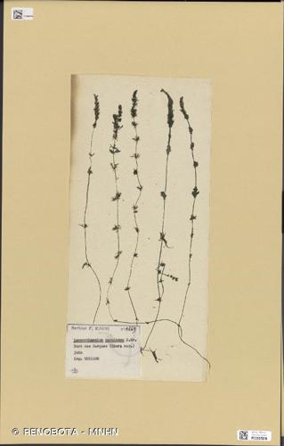 <i>Lamprothamnium papulosum</i> (K.Wallroth) J.Groves, 1916 © RENOBOTA - MNHN