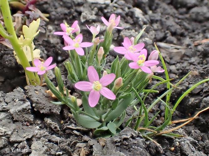 <i>Centaurium pulchellum</i> (Sw.) Druce, 1907 © 