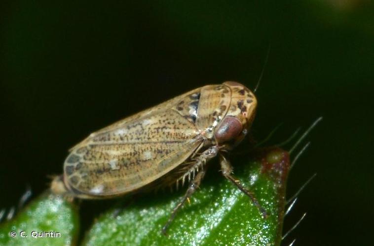 <i>Euscelis incisa</i> (Kirschbaum, 1858) © C. Quintin