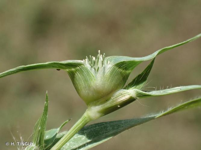 <i>Sporobolus aculeatus</i> (L.) P.M.Peterson, 2014 © H. TINGUY