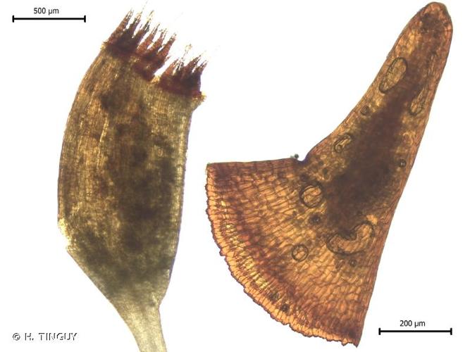 <i>Arctoa starkei</i> (F.Weber & D.Mohr) Loeske, 1910 © H. TINGUY