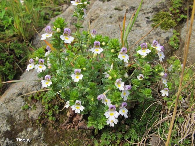 <i>Euphrasia officinalis </i>subsp.<i> picta</i> (Wimm.) Oborný, 1881 © H. Tinguy