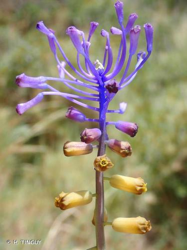 <i>Muscari matritense</i> Ruíz Rejón, Pascual, C.Ruíz Rejón, Valdés & J.L.Oliv., 1986 © H. TINGUY