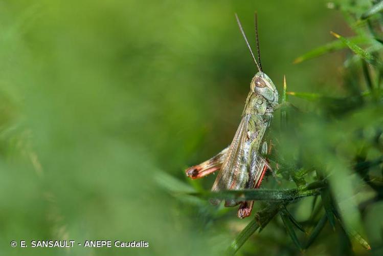 <i>Chorthippus armoricanus</i> (Defaut, 2015) © E. SANSAULT - ANEPE Caudalis