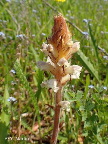 <i>Orobanche picridis-hieracioidis</i> Holandre, 1829 © 