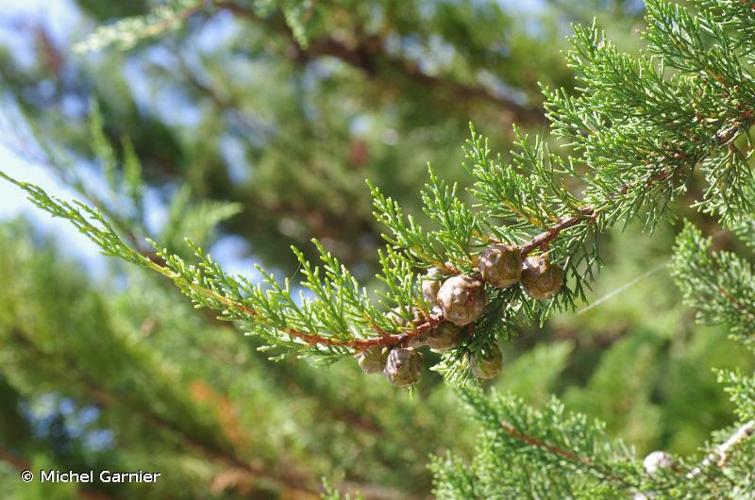 <i>Hesperocyparis macrocarpa</i> (Hartw.) Bartel, 2009 © Michel Garnier