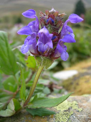 <i>Prunella grandiflora</i> (L.) Turra, 1764 © P. Gourdain