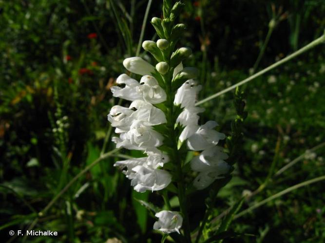 <i>Physostegia virginiana</i> (L.) Benth., 1834 © F. Michalke