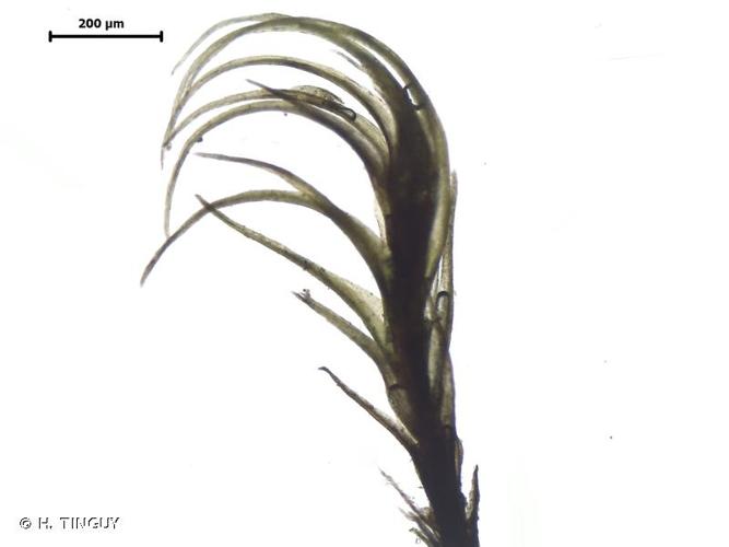 <i>Dicranellopsis subulata</i> (Hedw.) Bonfim Santos, Siebel & Fedosov, 2023 © H. TINGUY