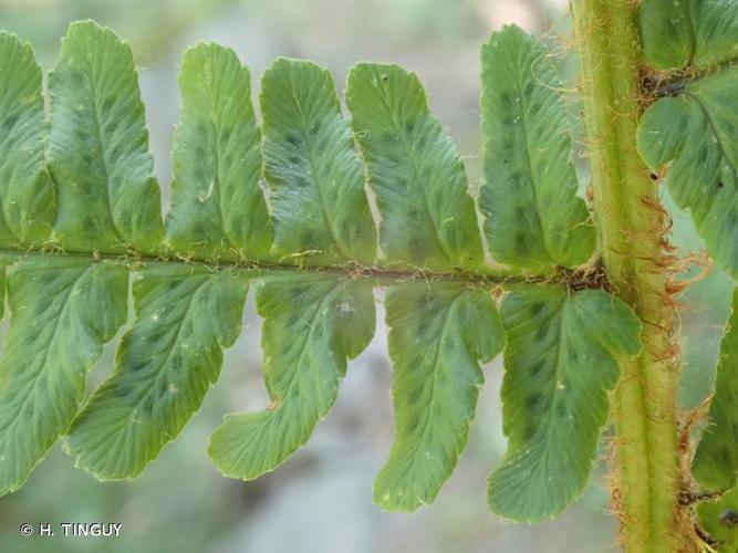 <i>Dryopteris borreri</i> (Newman) Kinahan, 1856 © H. TINGUY