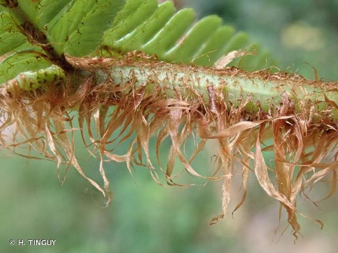 <i>Dryopteris affinis</i> (Lowe) Fraser-Jenk., 1979 s.s. [nom. cons. prop.] © H. TINGUY