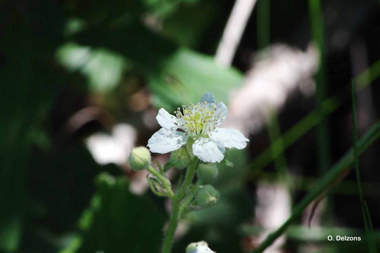 <i>Rubus aetnicus</i> Weston, 1770 © O. Delzons