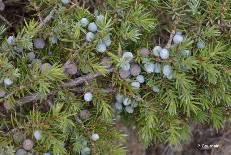 <i>Juniperus communis </i>var.<i> saxatilis</i> Pall., 1789 © P. Gourdain