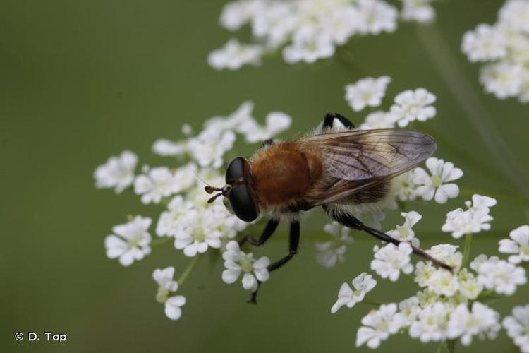 <i>Matsumyia berberina</i> (Fabricius, 1805) © D. Top