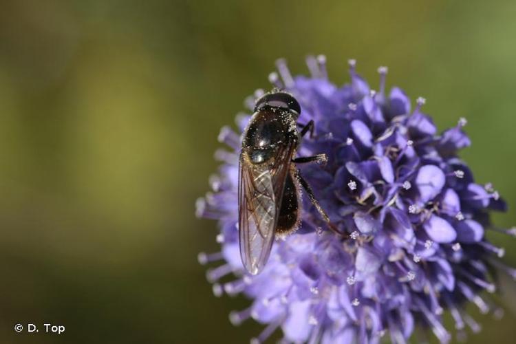 <i>Cheilosia himantopus</i> (Panzer, 1798) © D. Top