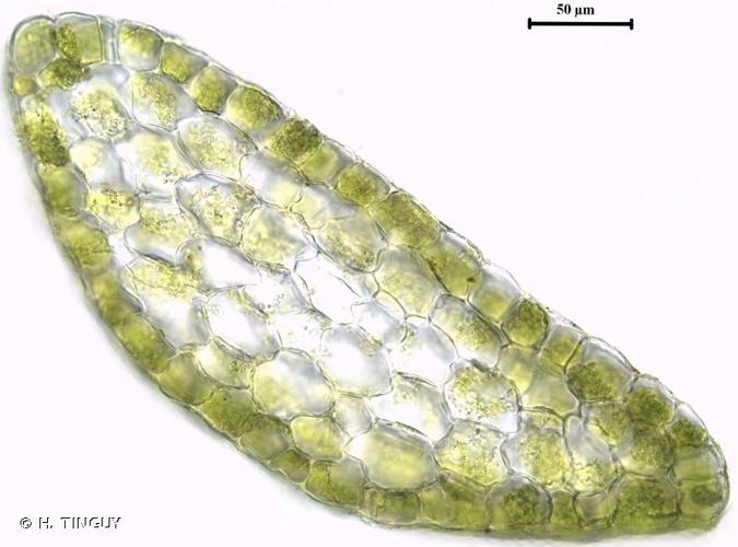 <i>Riccardia incurvata</i> Lindb., 1878 © H. TINGUY