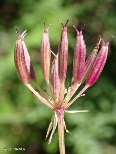 <i>Chaerophyllum hirsutum</i> L., 1753 © H. TINGUY