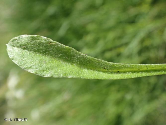 <i>Gamochaeta antillana</i> (Urb.) Anderb., 1991 © H. TINGUY