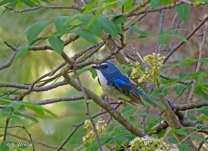 <i>Tarsiger cyanurus</i> (Pallas, 1773) © S. Wroza