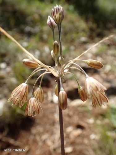 <i>Allium oporinanthum</i> Brullo, Pavone & Salmeri, 1977 © H. TINGUY