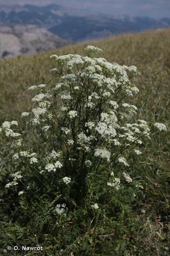 <i>Anthriscus nitida</i> (Wahlenb.) Hazsl., 1864 © O. Nawrot