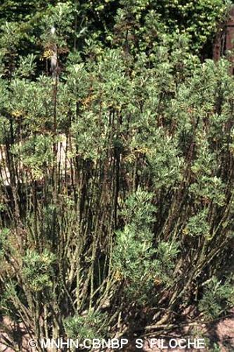 <i>Artemisia abrotanum</i> L., 1753 © MNHN-CBNBP S. Filoche