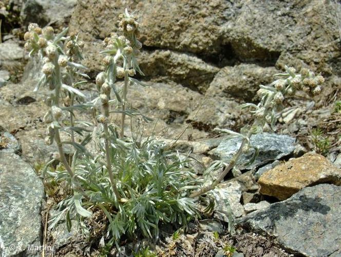 <i>Artemisia eriantha</i> Ten., 1831 © 
