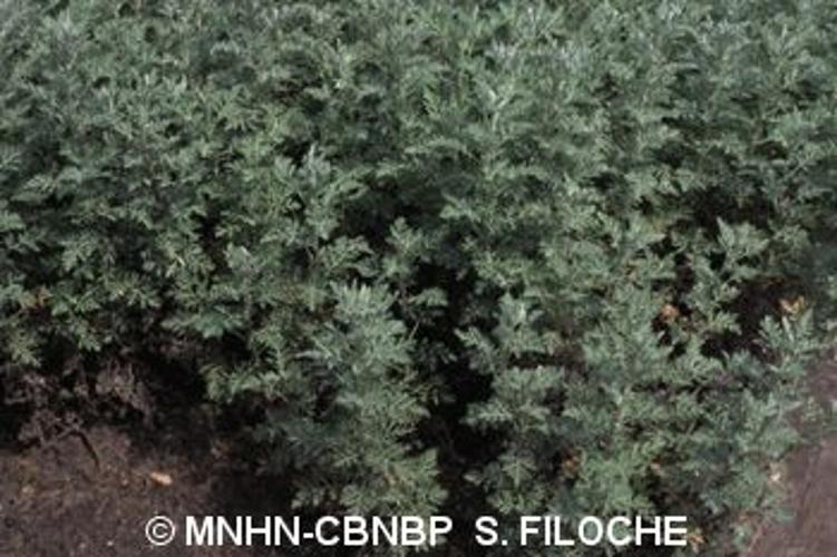 <i>Artemisia pontica</i> L., 1753 © MNHN-CBNBP S. Filoche
