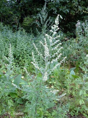 <i>Artemisia vulgaris</i> L., 1753 © 
