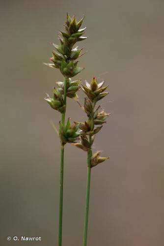 <i>Carex leersii</i> F.W.Schultz, 1870 [nom. cons.] © O. Nawrot