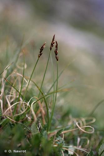<i>Carex myosuroides</i> Vill., 1779 © O. Nawrot