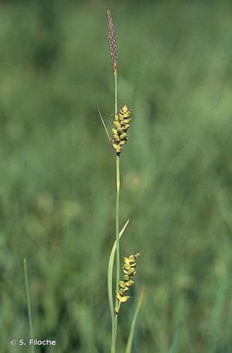 <i>Carex panicea</i> L., 1753 © S. Filoche