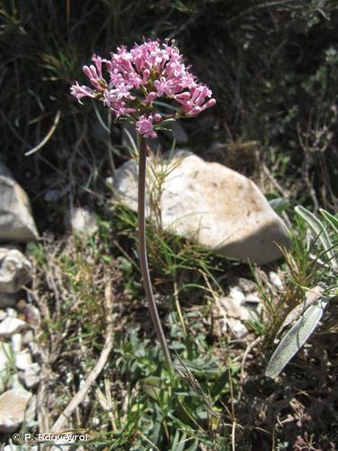 <i>Centranthus calcitrapae</i> (L.) Dufr., 1811 © P. Rouveyrol
