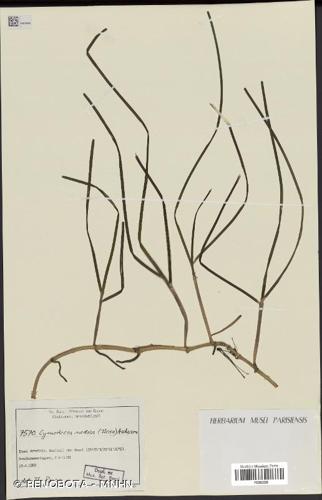 <i>Cymodocea nodosa</i> (Ucria) Asch., 1869 © RENOBOTA - MNHN